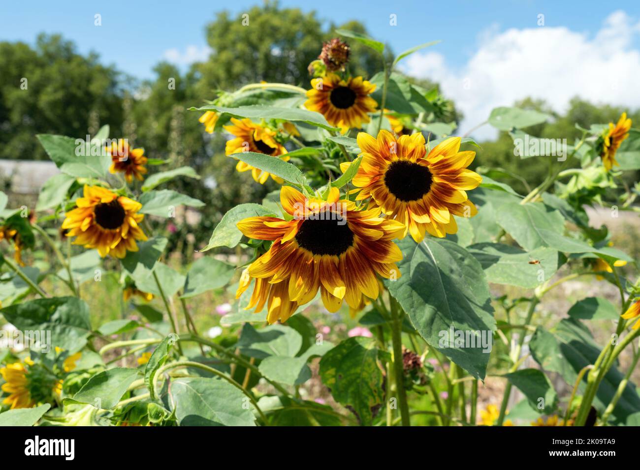 Sunflowers on a sunny summer day Stock Photo