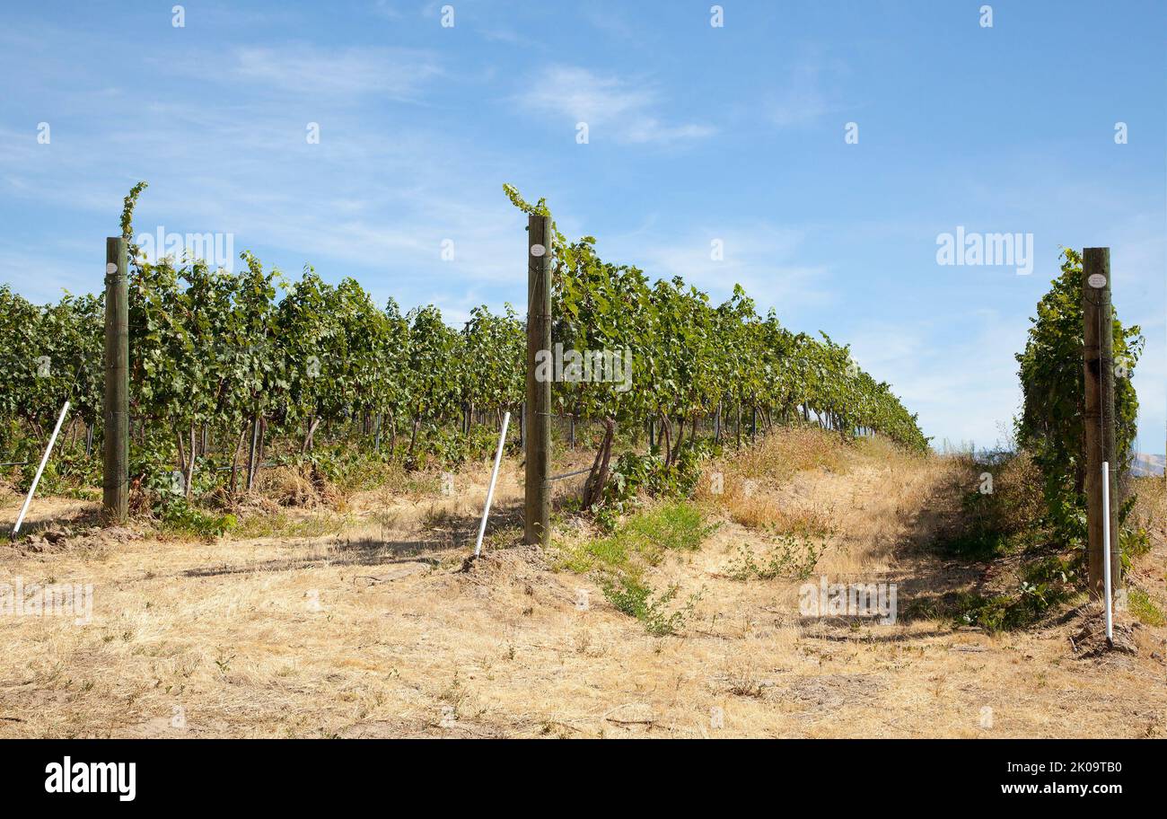 Washington grape vines ready for harvest, September, 2015. Stock Photo