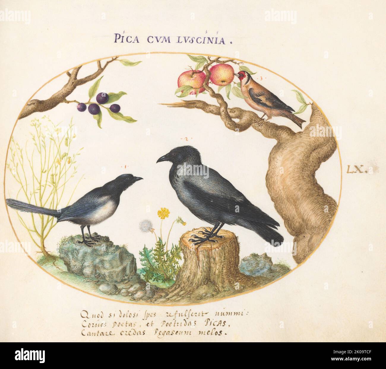 Animalia Volatilia et Amphibia (Aier): Plate LX, c. 1575/1580. Stock Photo