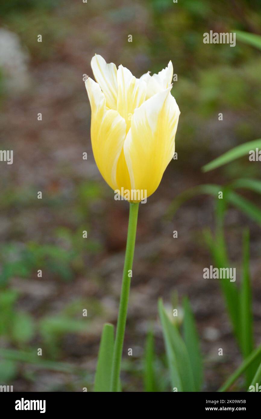 Tulpe Sweetheart Tulipa fosteriana Gelb Weiß Garten Stock Photo