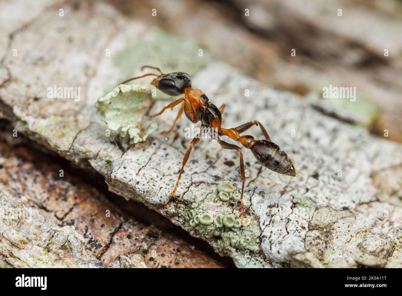Graceful Twig Ant (Pseudomyrmex gracilis) Stock Photo