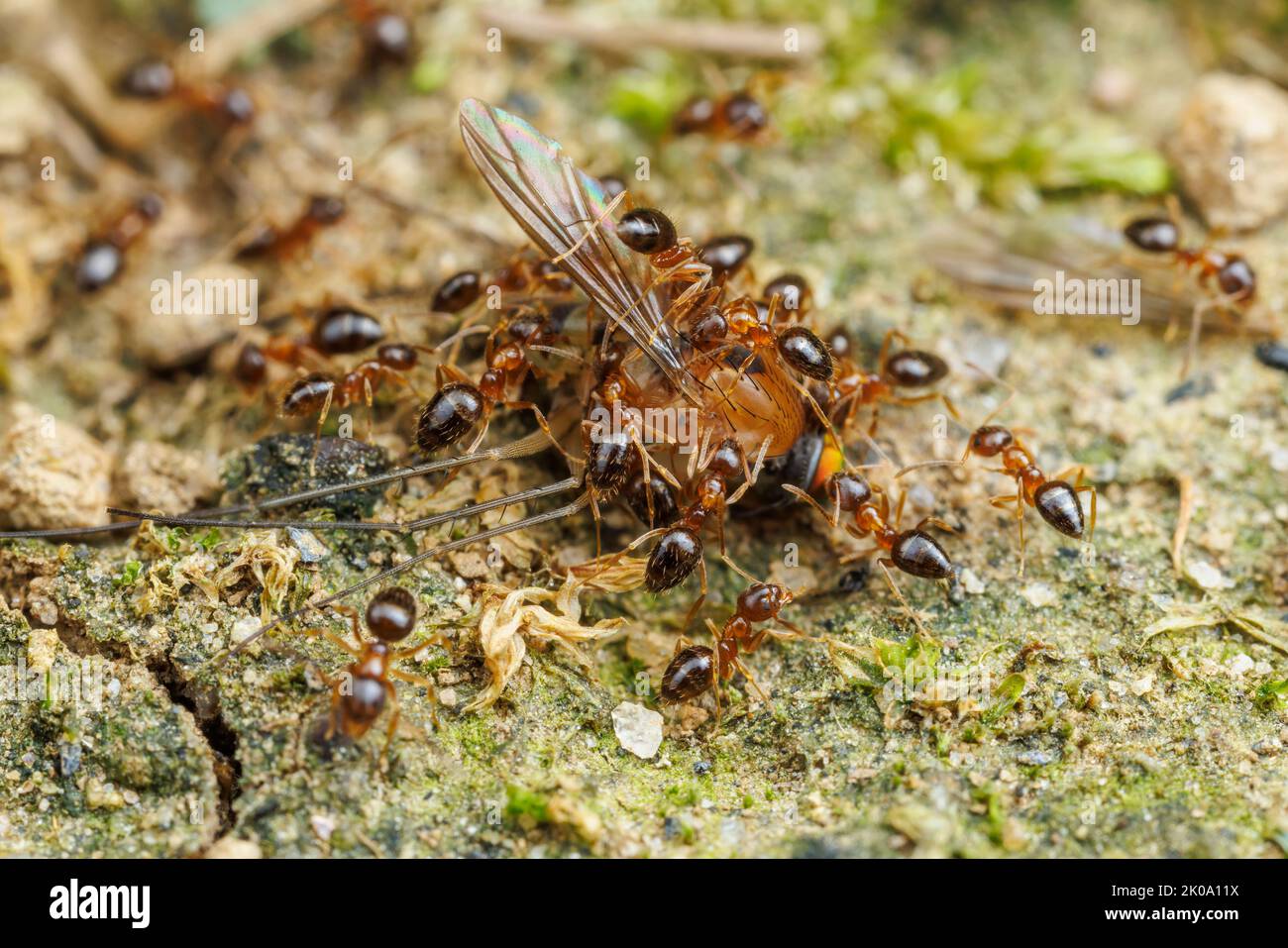 Crazy Ant (Nylanderia flavipes) workers swarm over a dead fly. Stock Photo