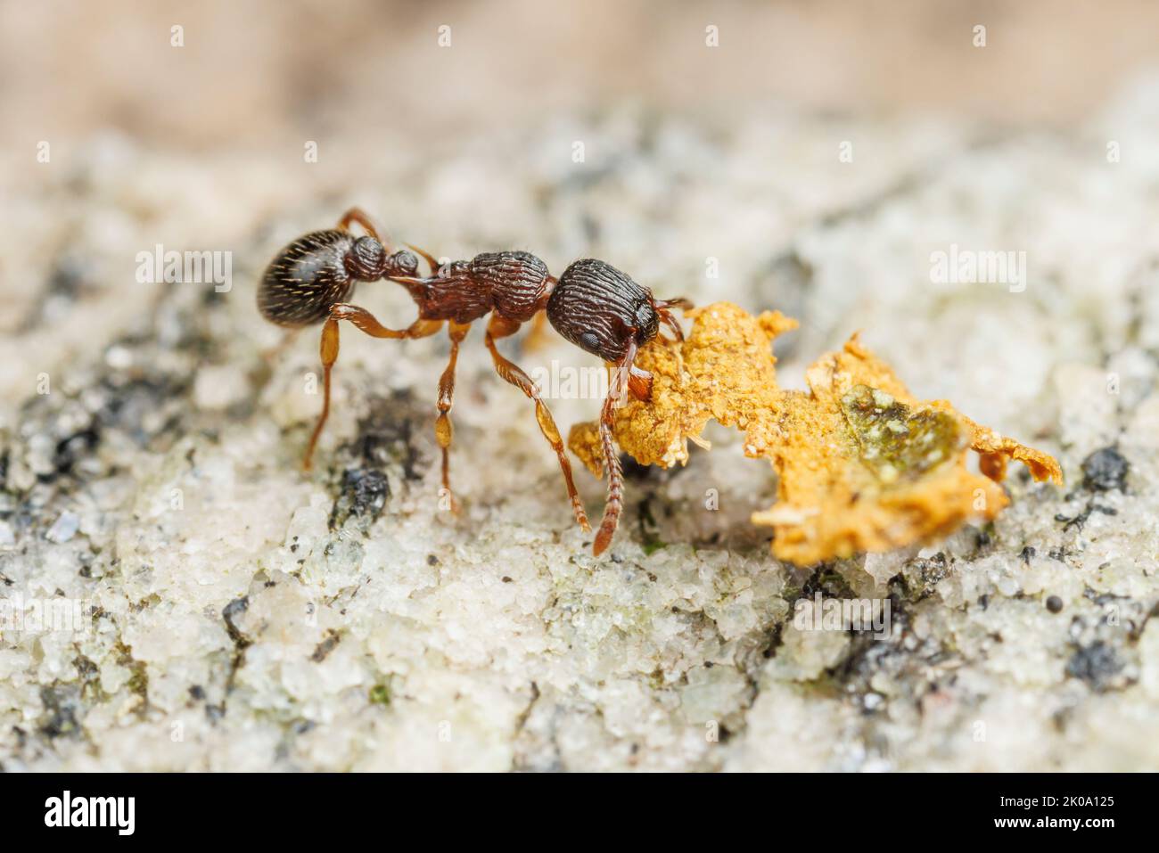 A Myrmicine Ant (Myrmica punctiventris) worker carries detris back to its nest. Stock Photo