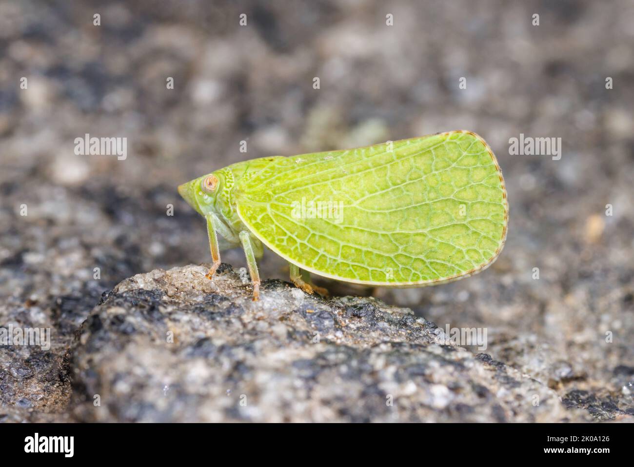 Acanaloniid Planthopper (Acanalonia conica) Stock Photo