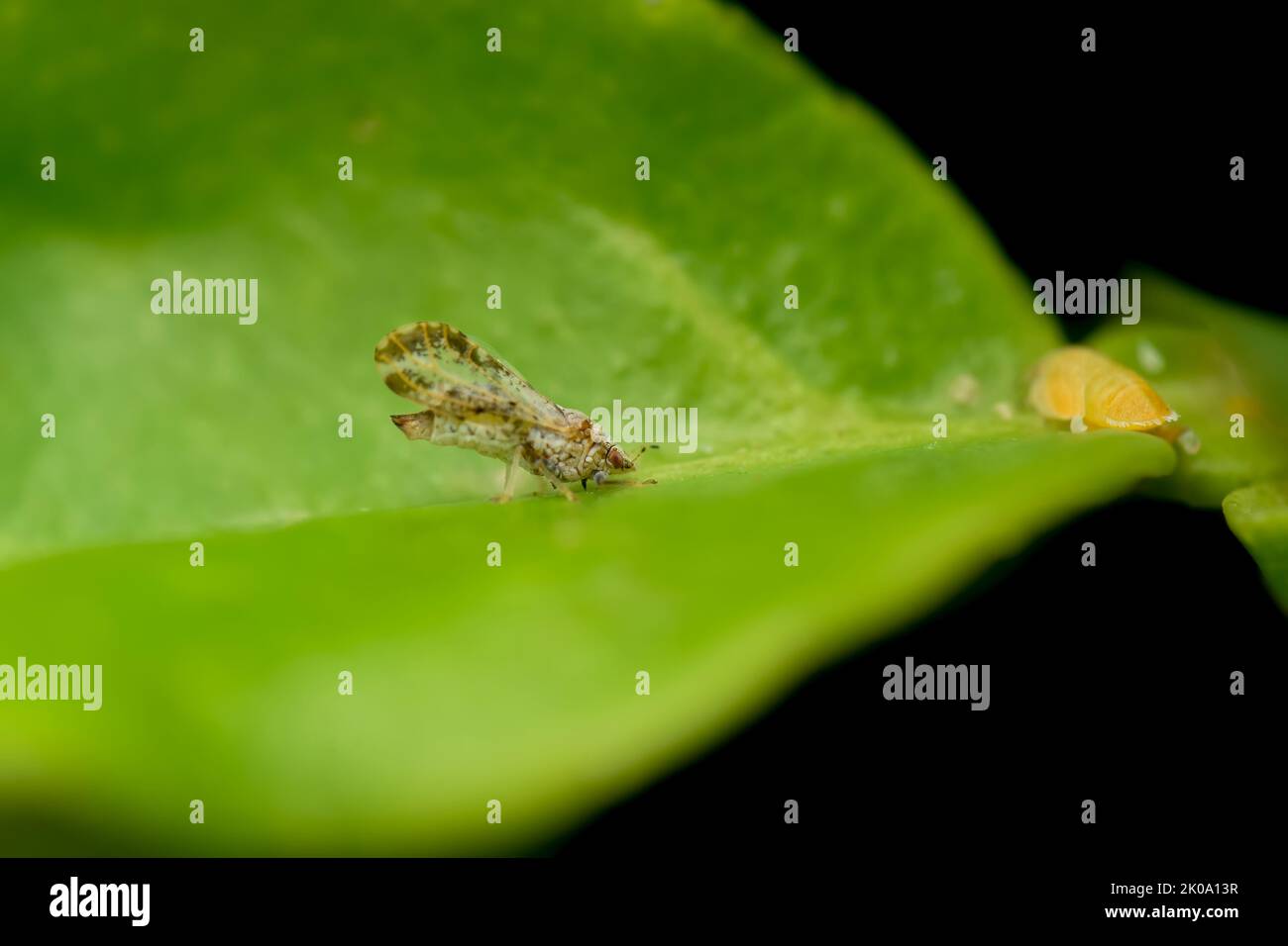Adult psyllid with nymph on the citrus plant leaf. This insect responsible for citrus greening disease in citrus crop. Used selective focus. Stock Photo