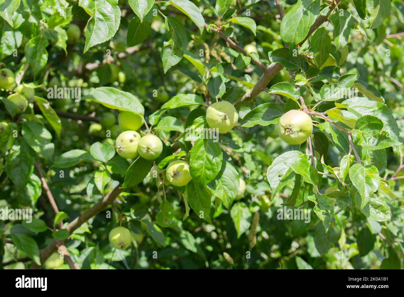Branches of tree with green season fruits of apples Stock Photo - Alamy