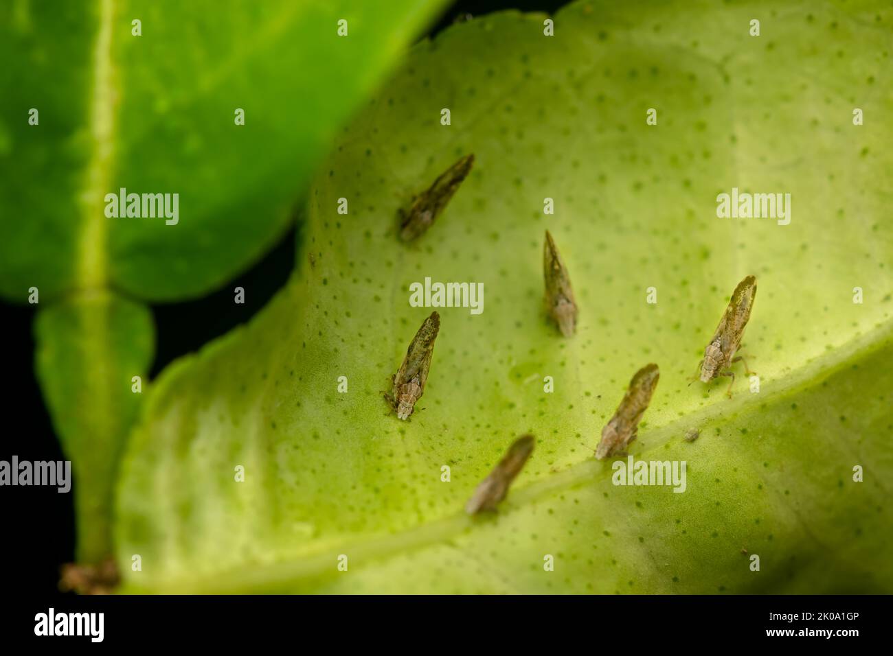 Citrus psyliid adults at the backside of the citrus leaf plant. These psyllids responsible for spreading citrus greening disease which is one of the m Stock Photo