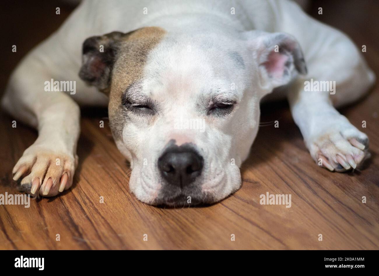 A mixed breed pit bull dog (Canis lupus familiaris) lays on a floor with her arms beside her face and eyes closed Stock Photo