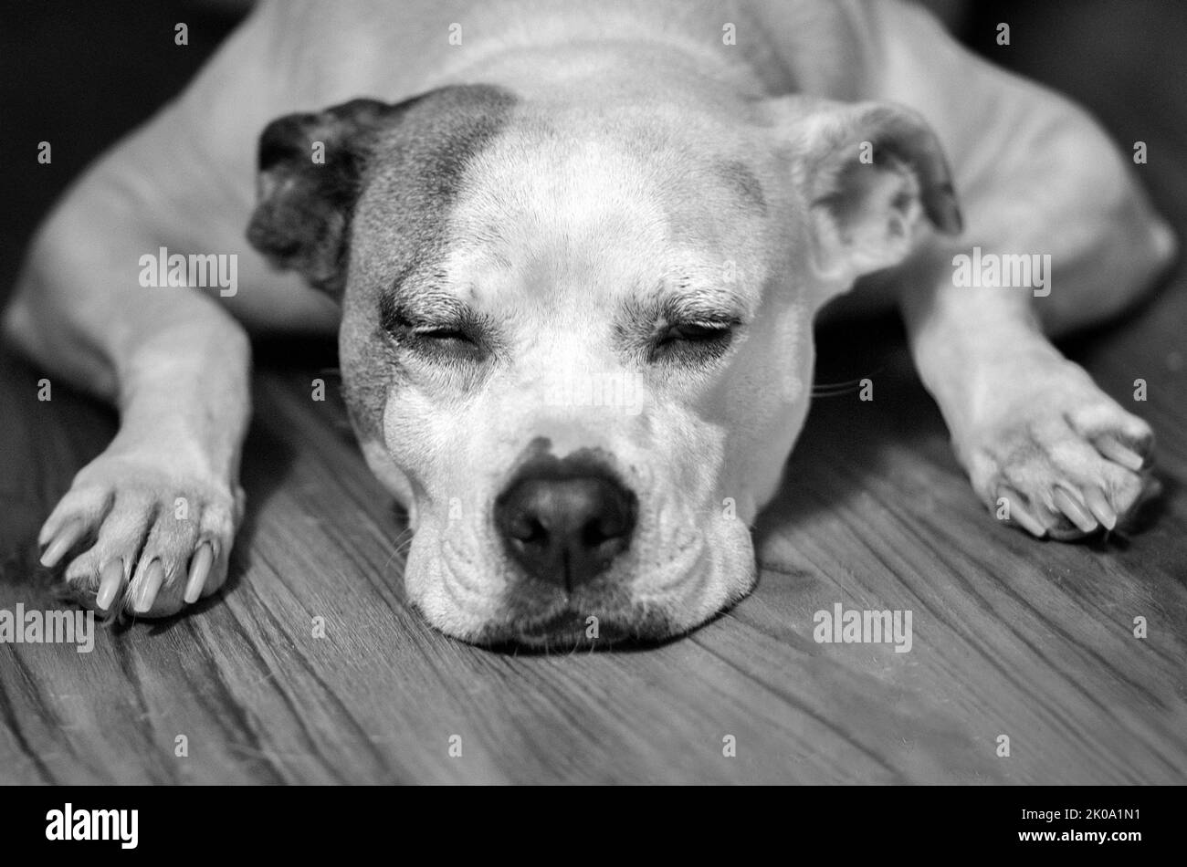 A mixed breed pit bull dog (Canis lupus familiaris) lays on a floor with her arms beside her face and eyes closed Stock Photo