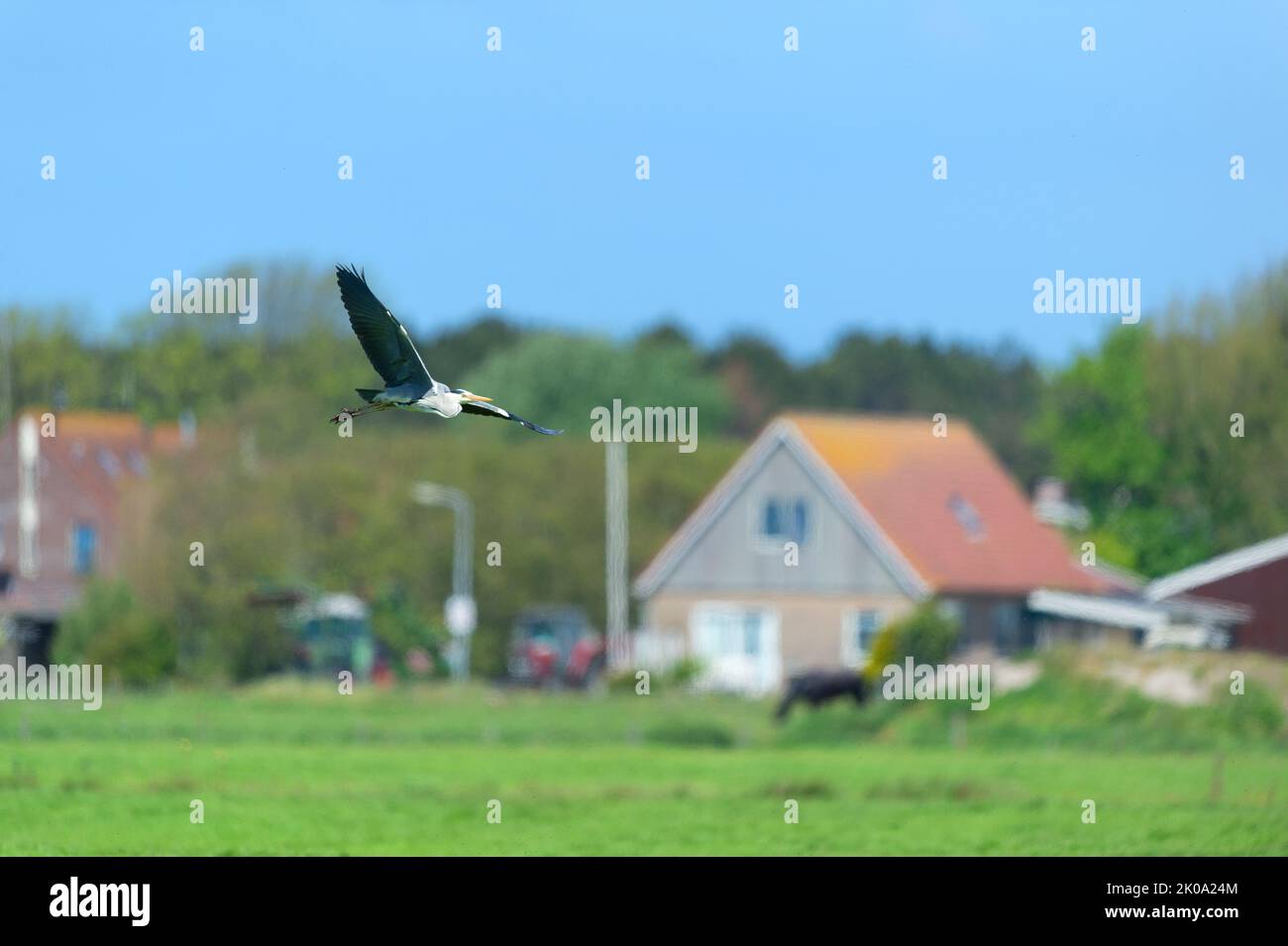 Flying Blue Heron at Dutch wadden island Terschelling Stock Photo
