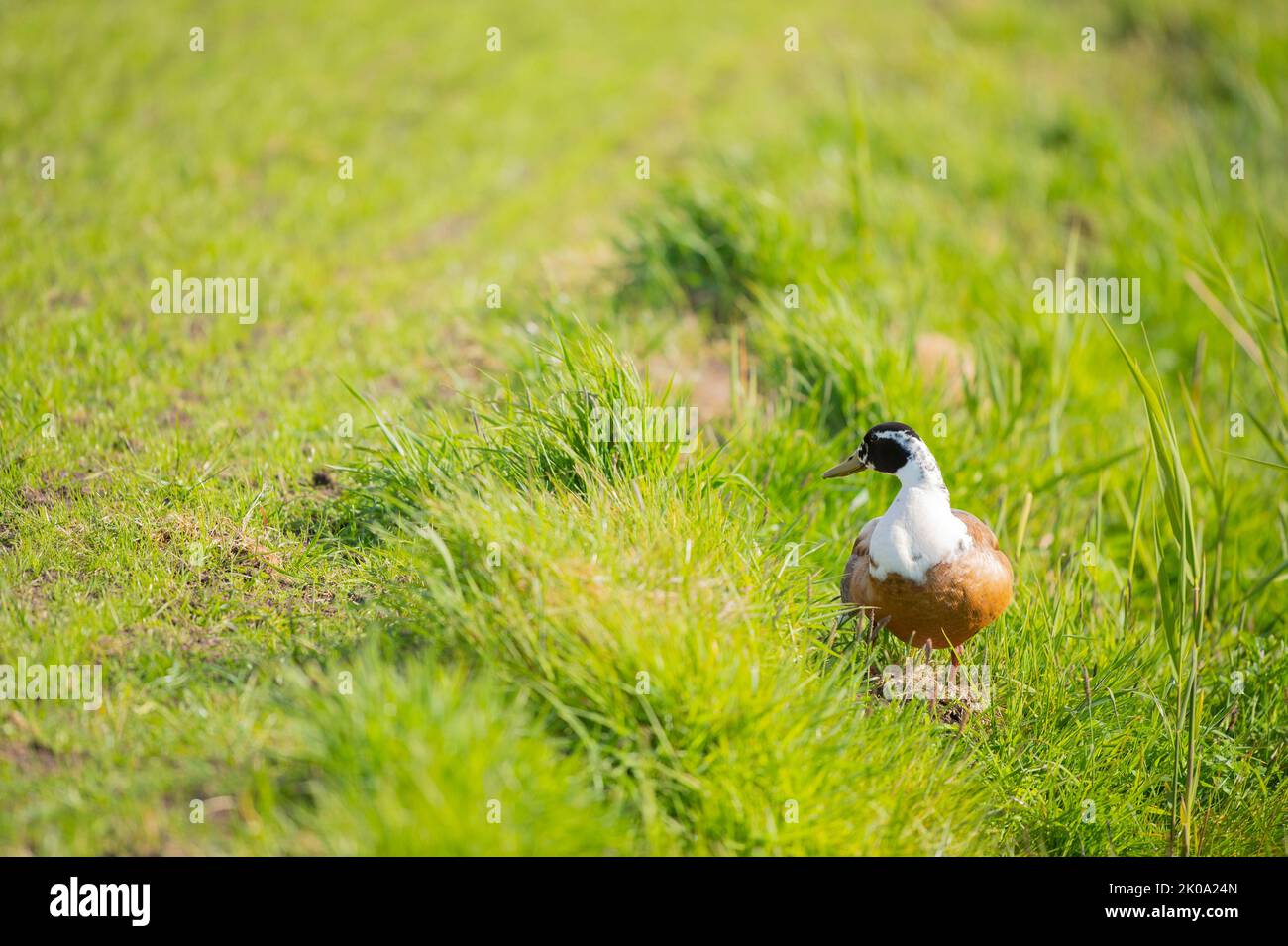 Brown, white and black duck walking in the grass Stock Photo