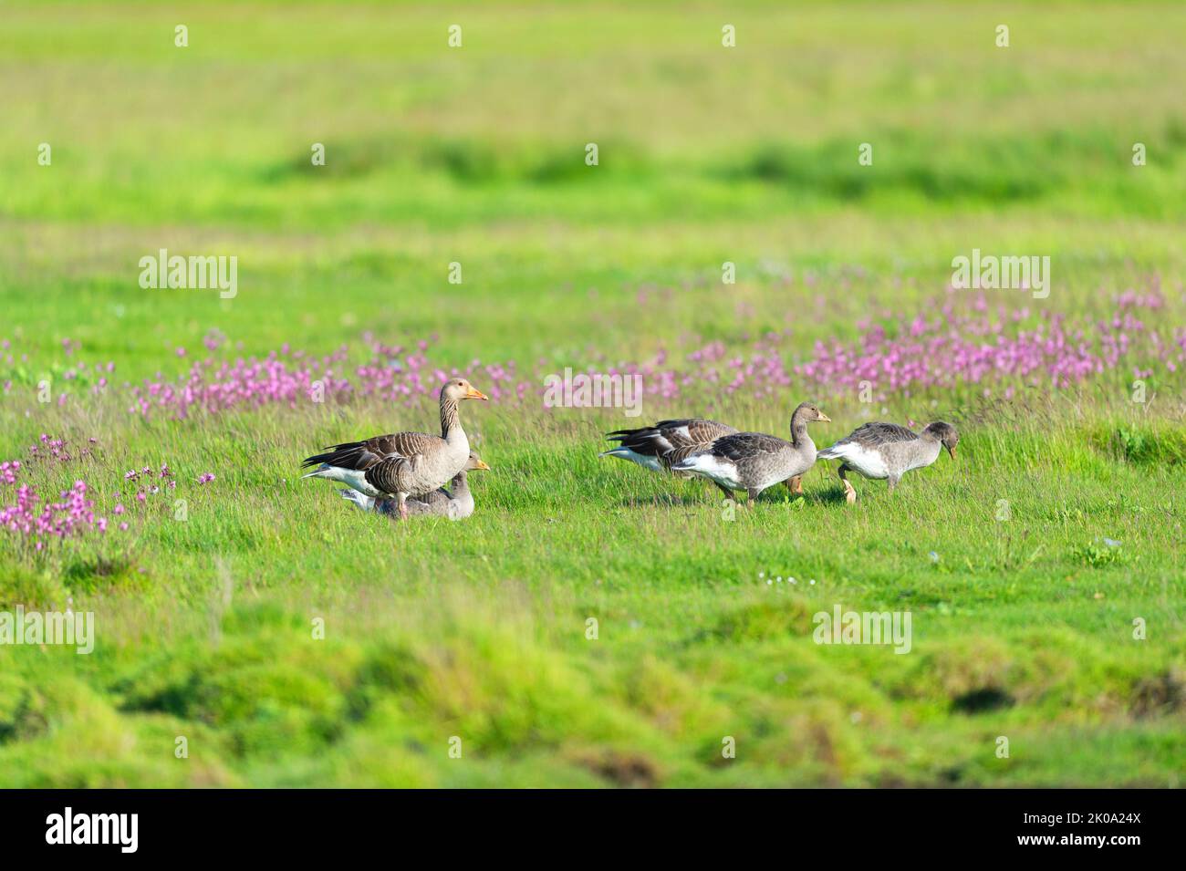 Flock Wild geese in the grass at Dutch wadden island Terschelling Stock Photo