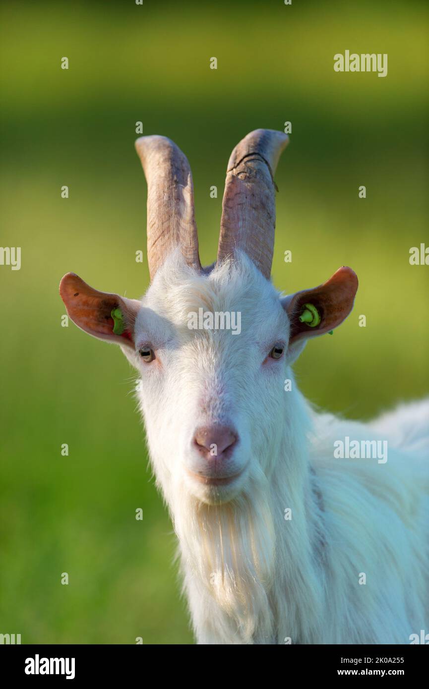 Head of white goat agaist green background Stock Photo