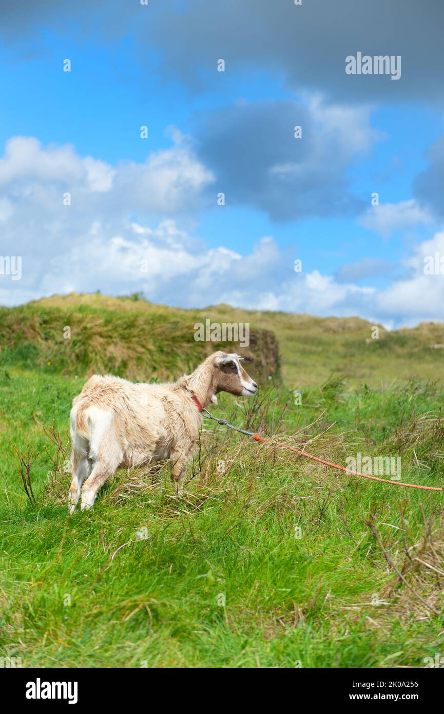 White goat in landscape at Dutch wadden island Terschelling Stock Photo