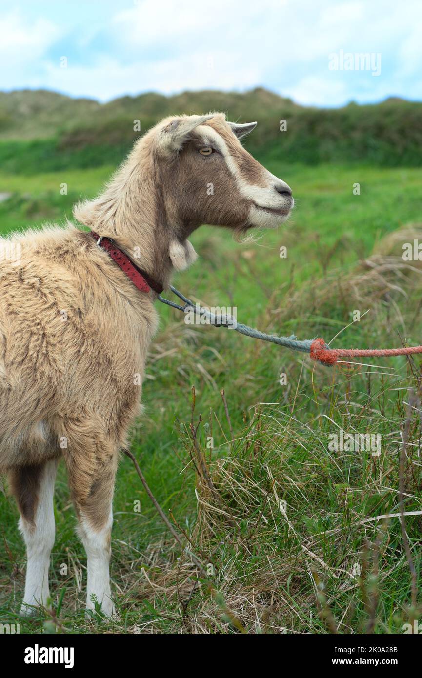 Brown goat in landscape at Dutch wadden island Terschelling Stock Photo