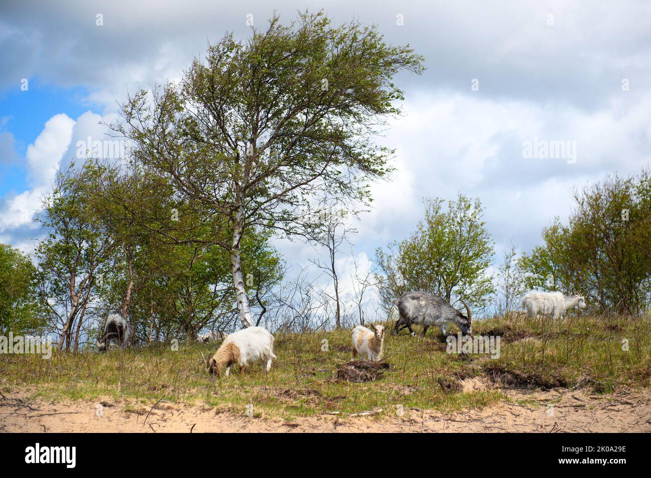 Group goats in landscape at Dutch wadden island Terschelling Stock Photo