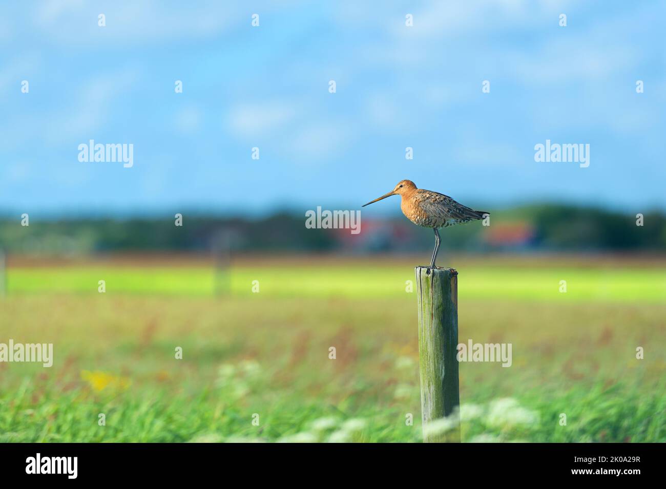 black-tailed godwit in agriculture land at Dutch wadden island Terschelling Stock Photo