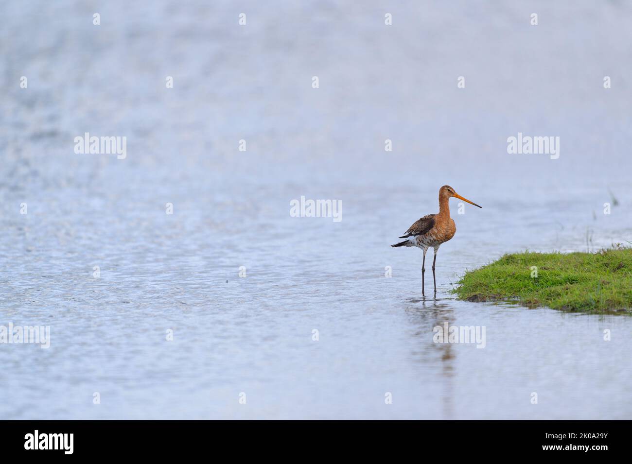 black-tailed godwit in water landscape Stock Photo
