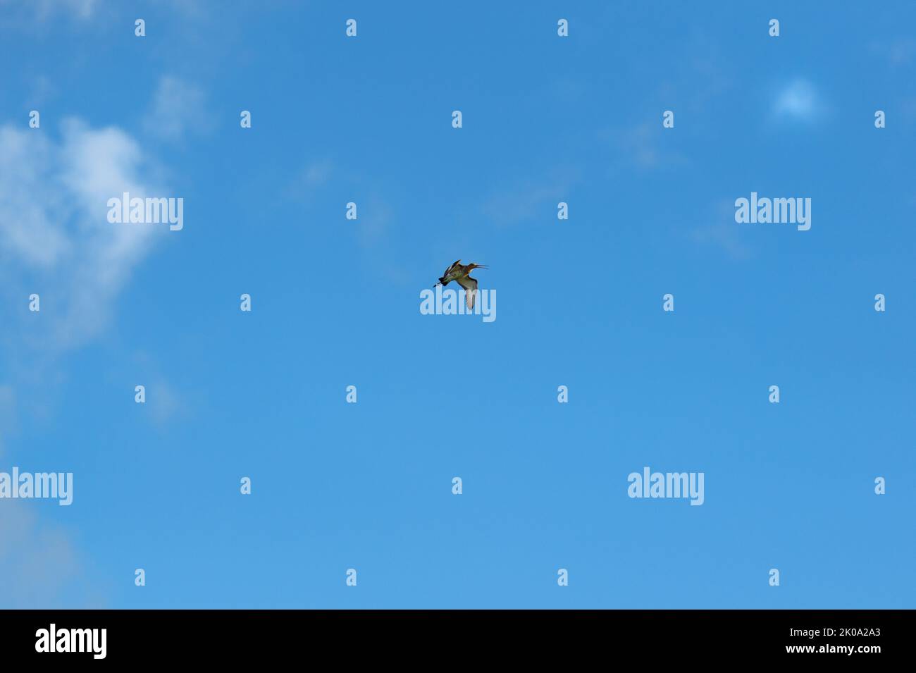 Single flying black-tailed godwit in blue sky Stock Photo