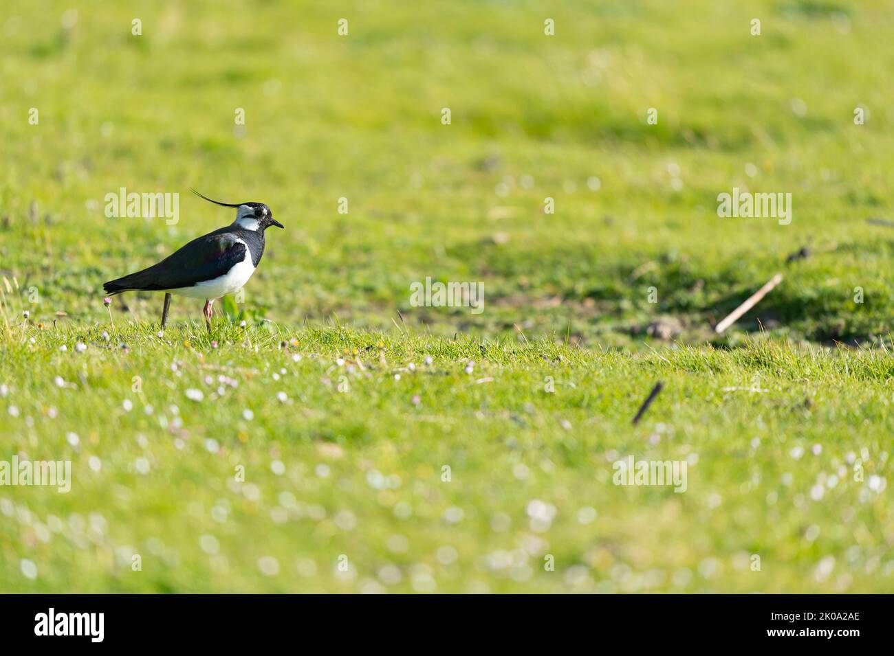 Black and white lapwing in grass at Dutch wadden island Stock Photo