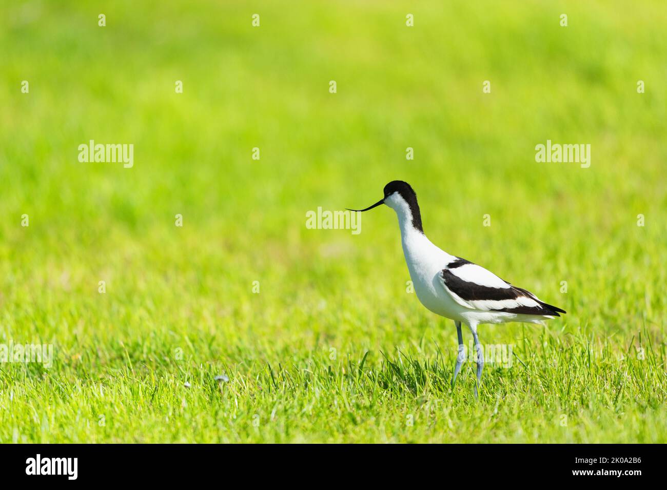 Pied Avocet standing in grass Stock Photo