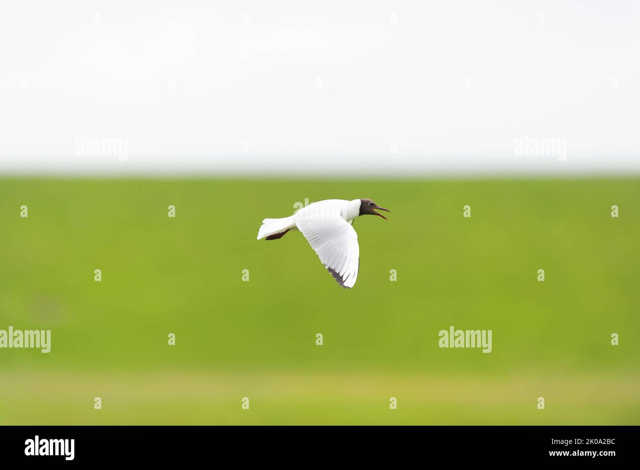 Black headed gull flying in the air Stock Photo