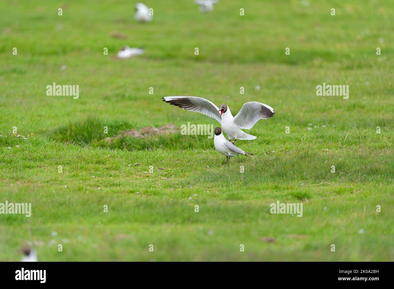 Black headed gull mating Stock Photo