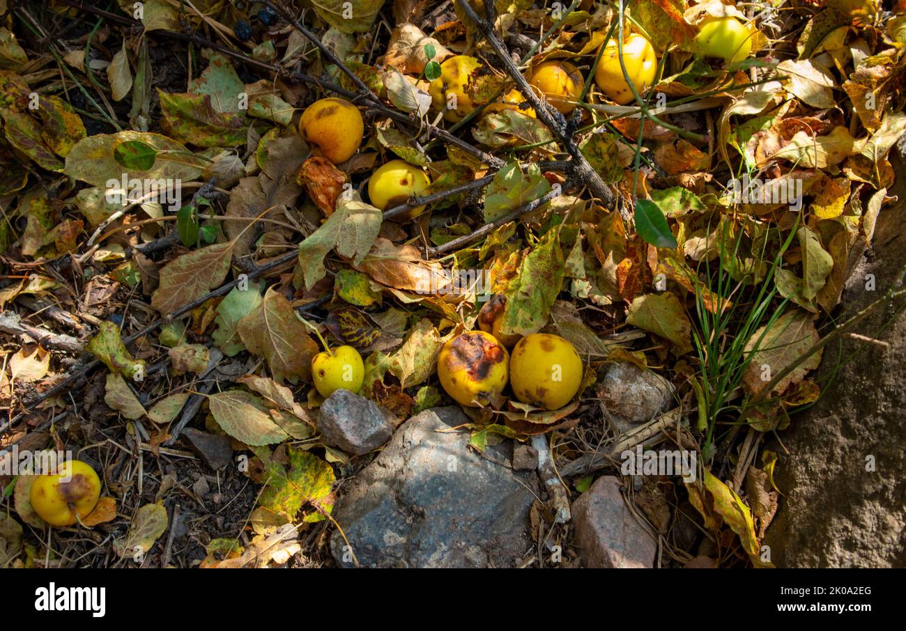 fallen rotten yellow apples on the ground in leaves. Stock Photo