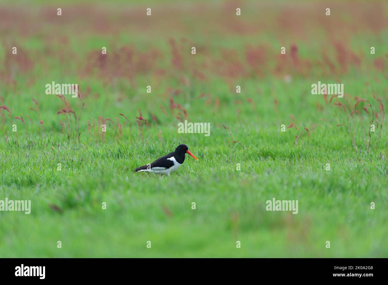 Several oyster catcher in nature landscape with sorrel Stock Photo