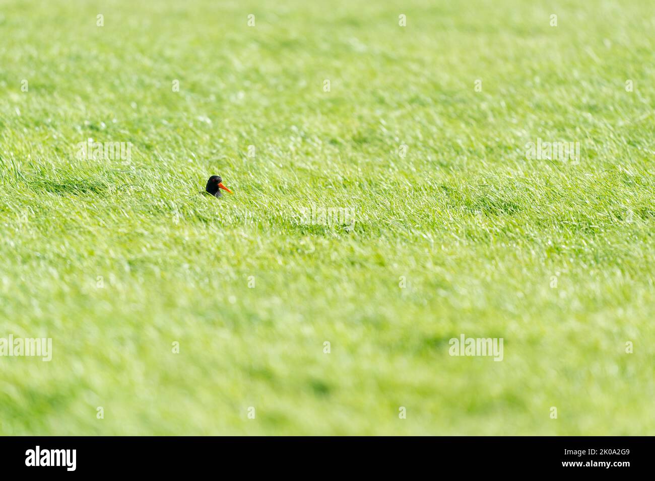 Oystercatcher hiding in the grass Stock Photo