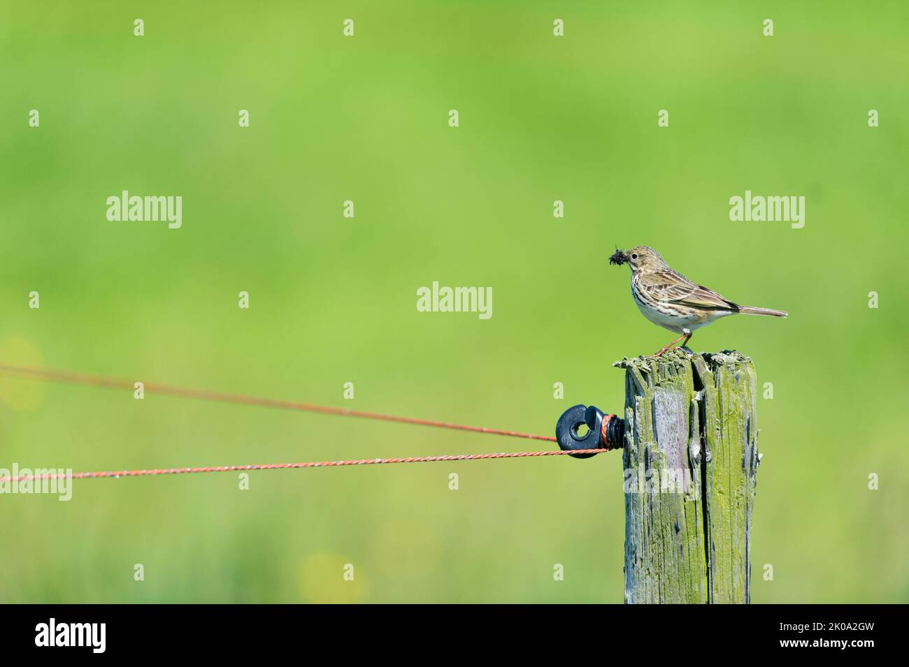 Pipit on pole with nest material on Dutch wadden island Terschelling Stock Photo