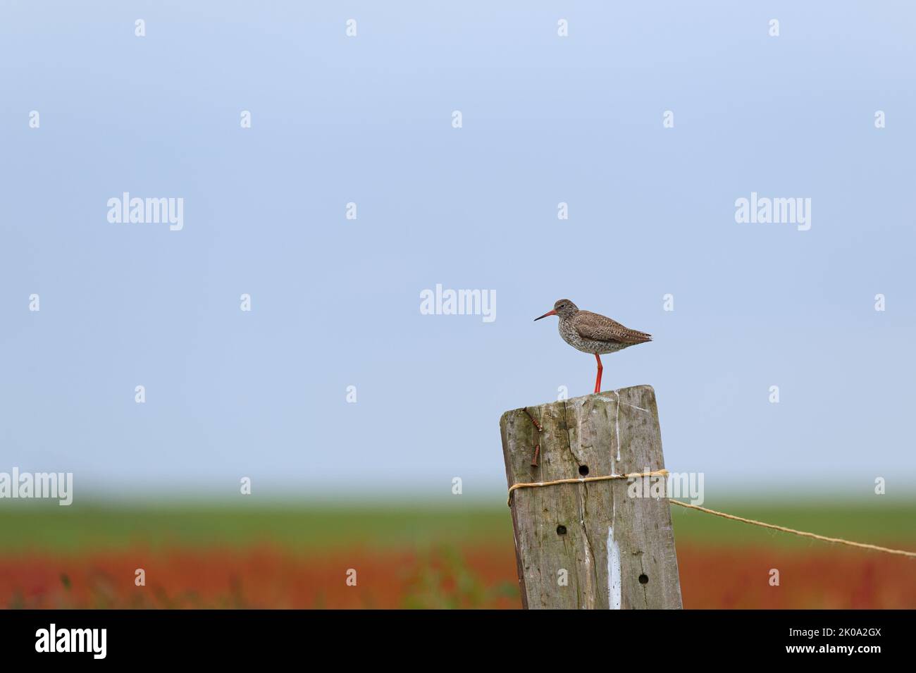 Common Redshank bird on pole Stock Photo