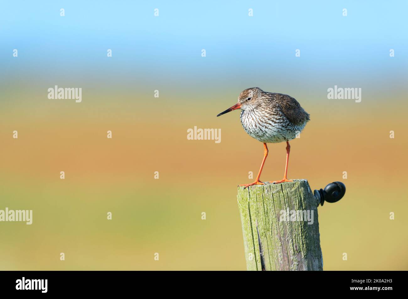 Common Redshank bird on pole Stock Photo