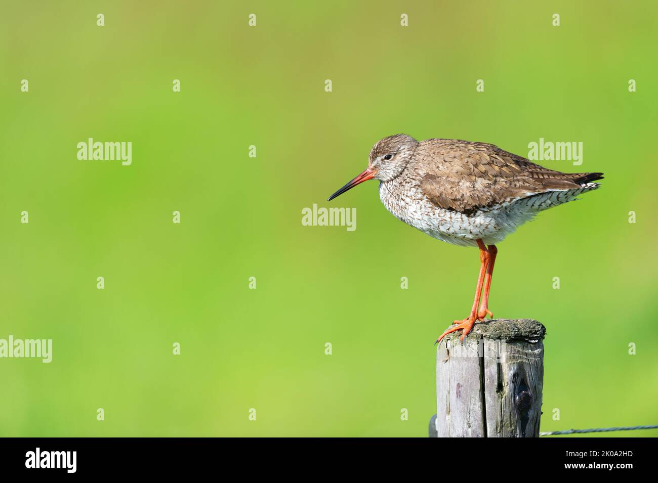 black-tailed godwit in agriculture land at Dutch wadden island Terschelling Stock Photo