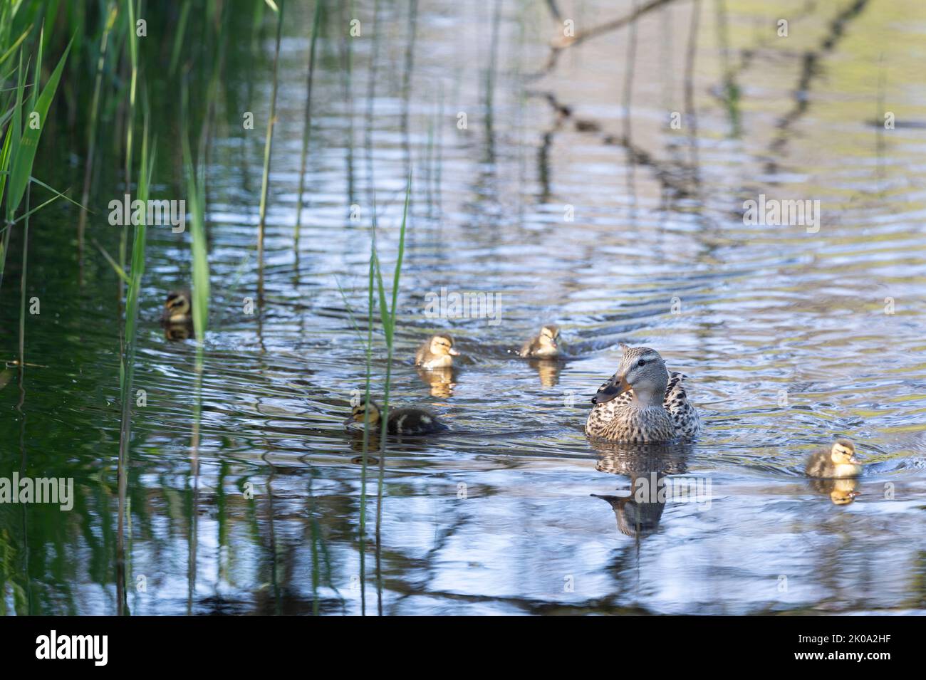 Mother duck with ducklings swimming in the water Stock Photo