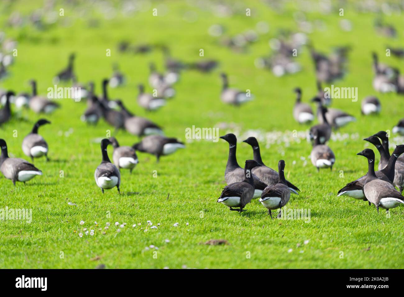 Flock Wild geese in the grass at Dutch wadden island Terschelling Stock Photo