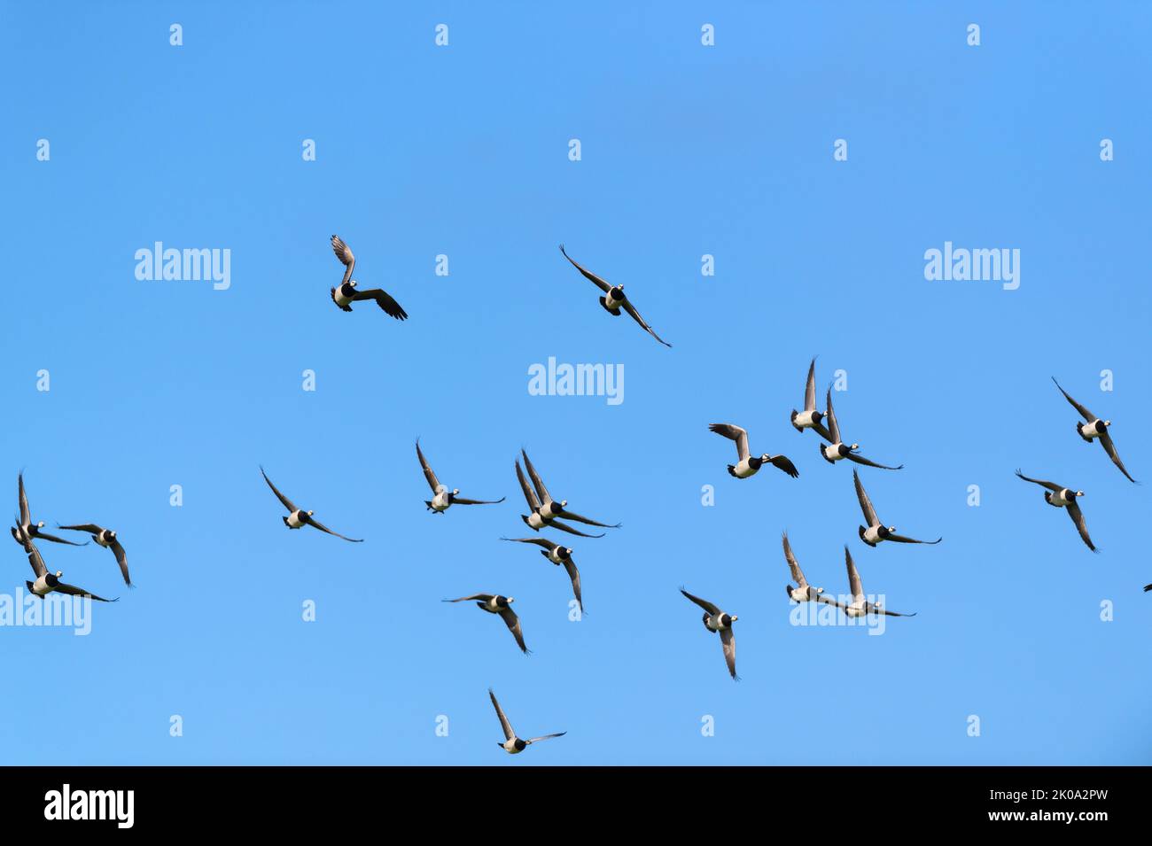 Flying Canadian geese in the blue sky Stock Photo