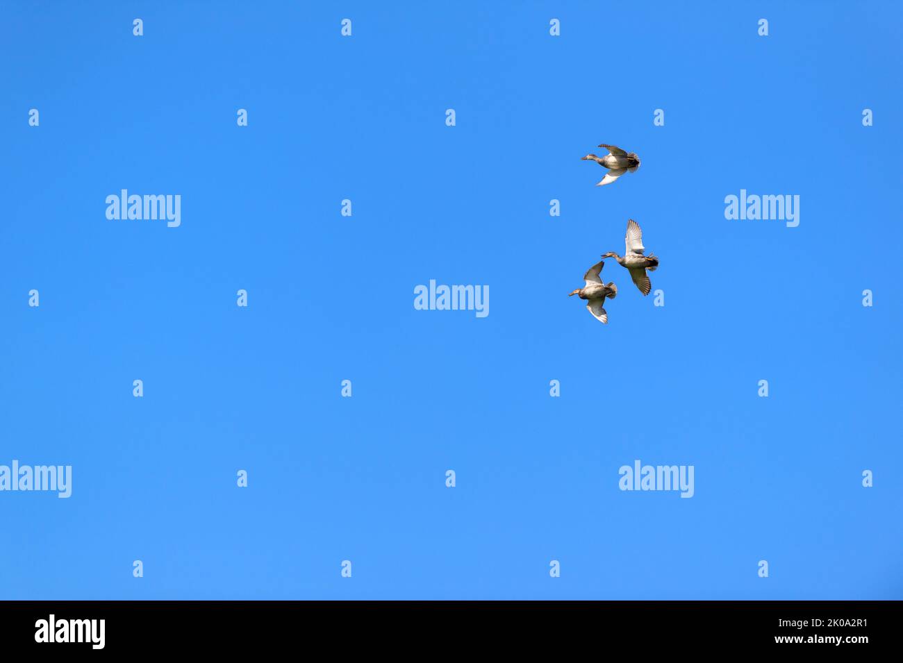 Flying mallard ducks in the air Stock Photo