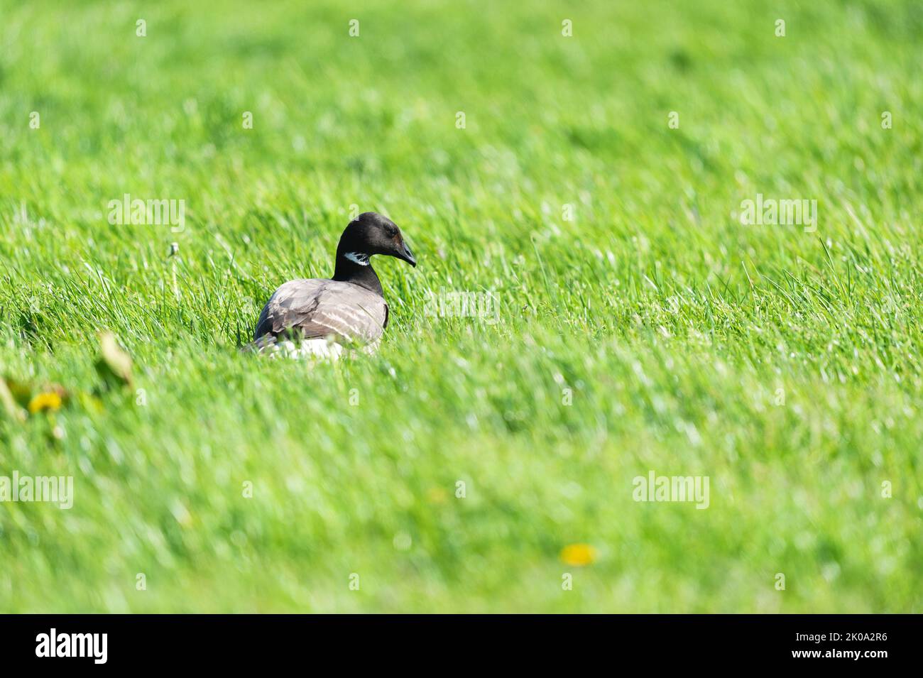 Wild goose in the grass Stock Photo