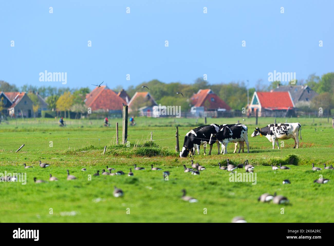 Landscape Dutch wadden island Terschelling with cows birds andfarm houses Stock Photo