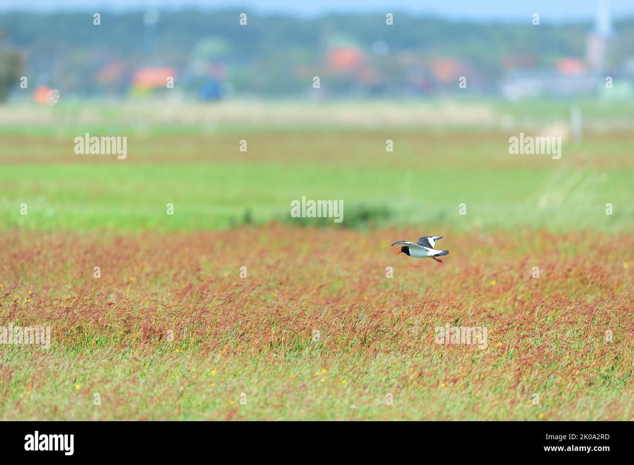 Flying oyster catcher in nature landscape Stock Photo