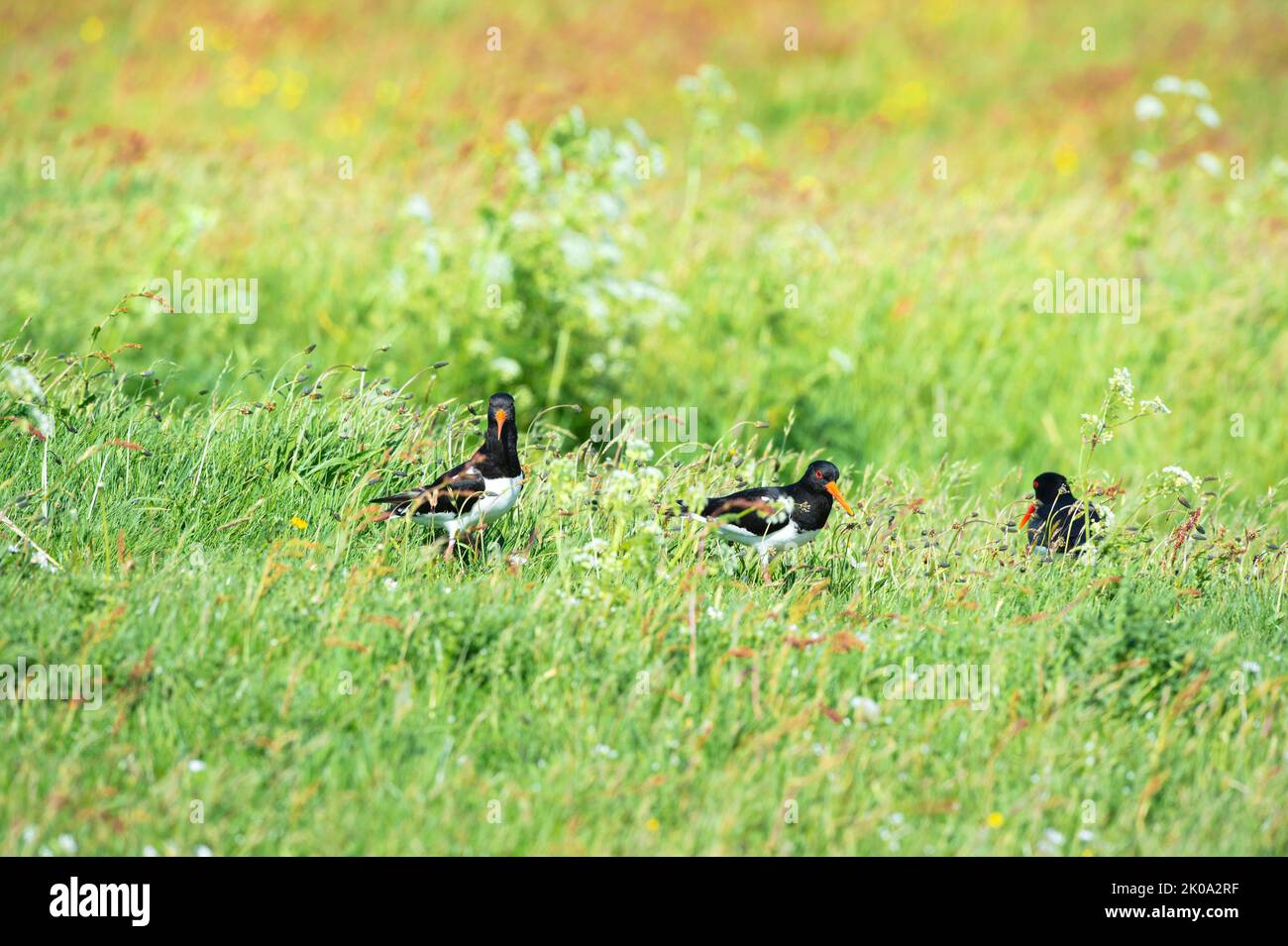 Several oyster catchers in nature landscape Stock Photo