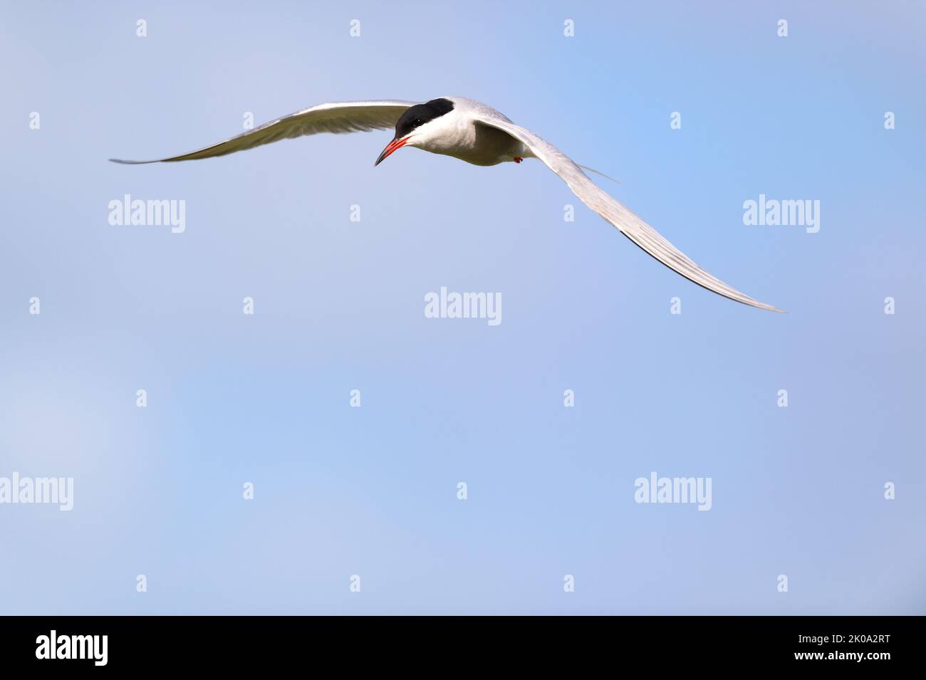 Hunting common Tern in blue sky Stock Photo