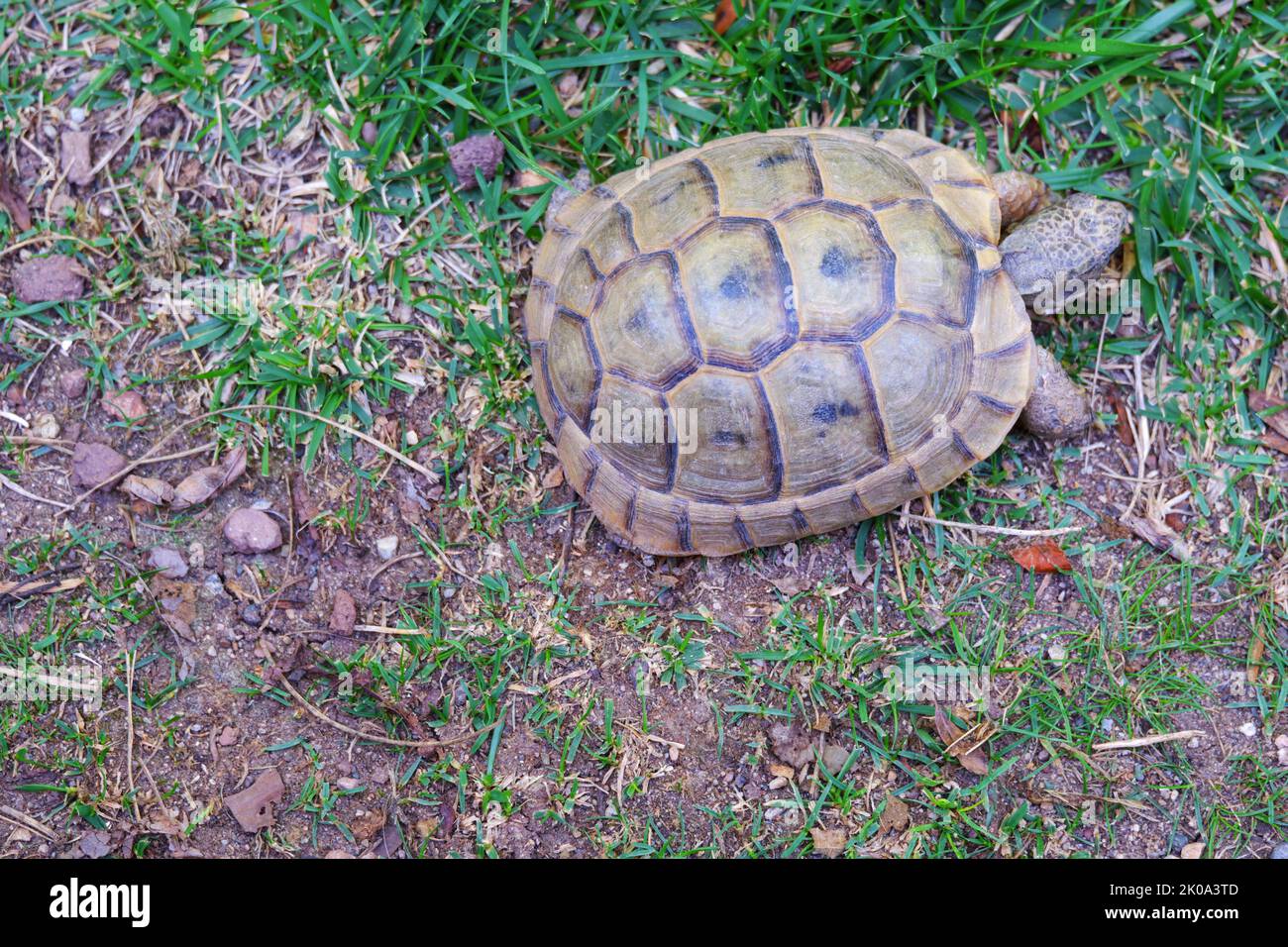 European land turtle moving land near grass Stock Photo