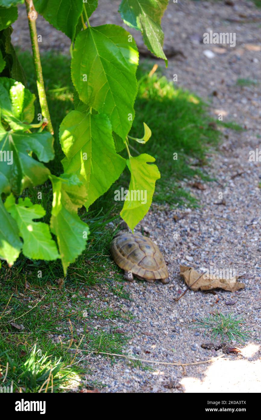 European land turtle moving land near grass Stock Photo