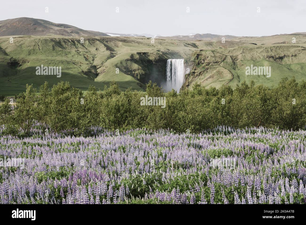 Summer landscape with Skogafoss Waterfall and blooming lupines in Iceland Stock Photo