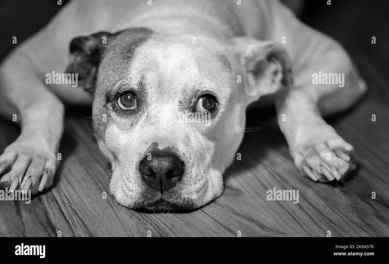 A mixed breed pit bull dog (Canis lupus familiaris) lays on a floor with her arms beside her face and eyes looking sadly upwards Stock Photo