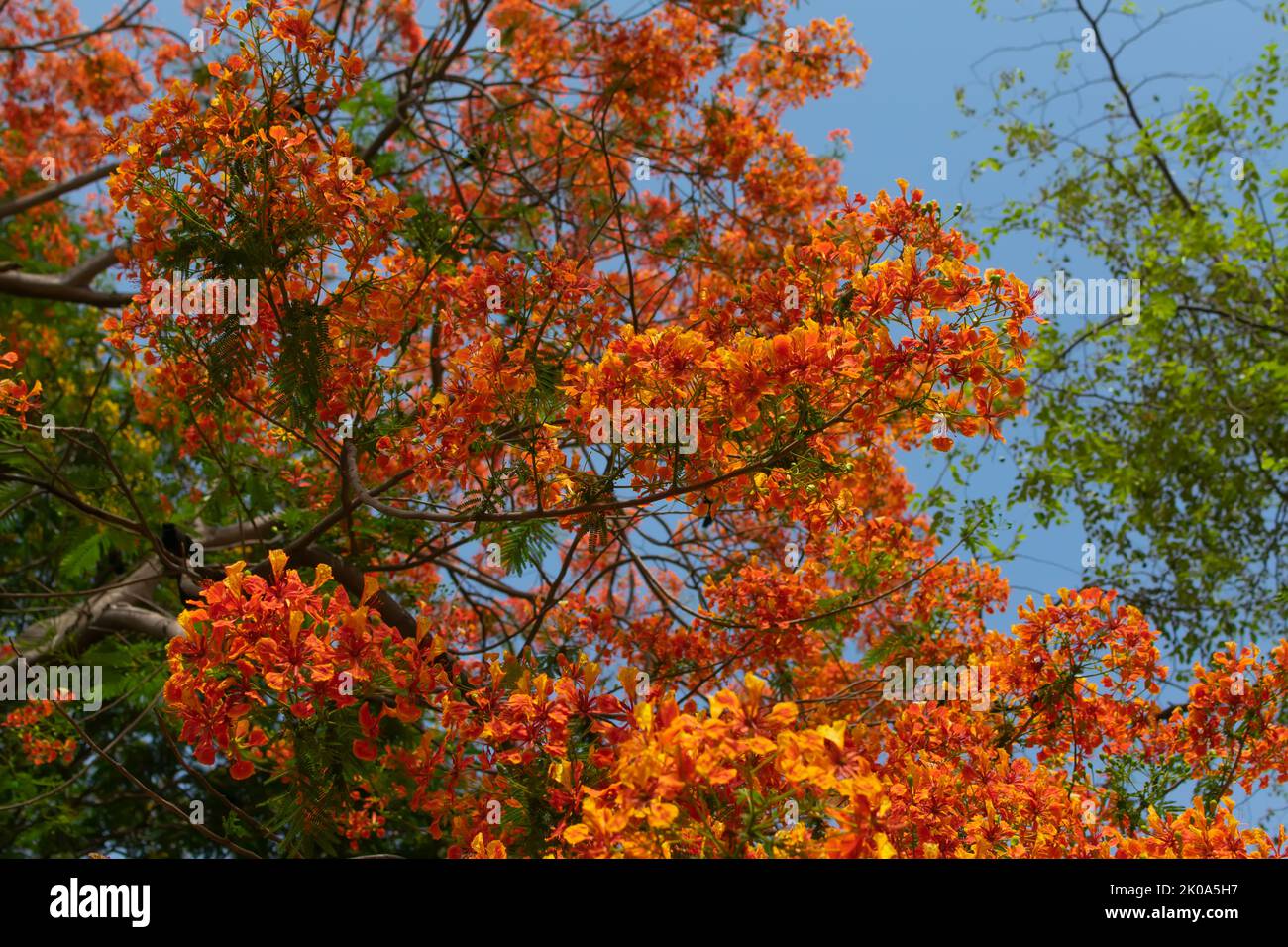 Colorful flowers of Gulmohar tree bloomed which covers the tree. This plant is also known as royal poinciana, Mayflower, flamboyant, peacock, flame tr Stock Photo