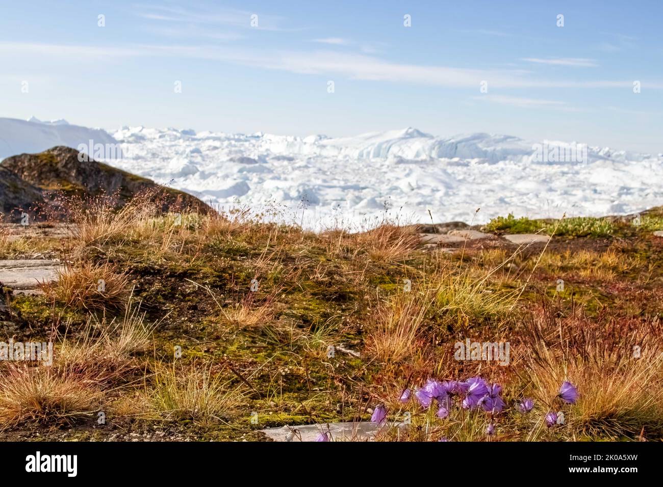 Wildflowers in tundra at Ilulissat Icefiord, Greenland. , a Unesco World Heritage Site. Stock Photo