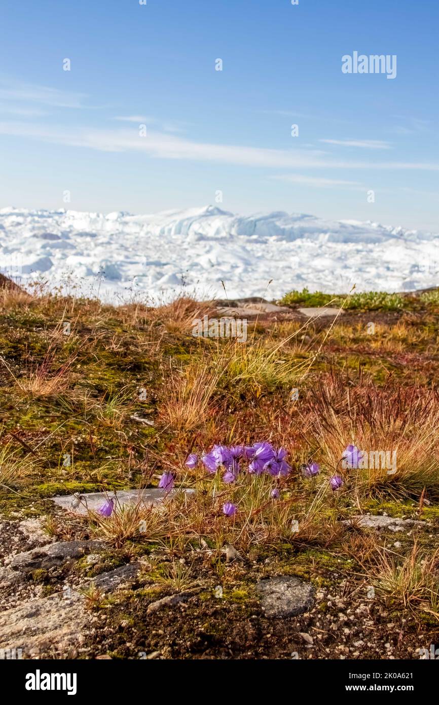 Wildflowers in tundra at Ilulissat Icefiord, Greenland. , a Unesco World Heritage Site. Stock Photo